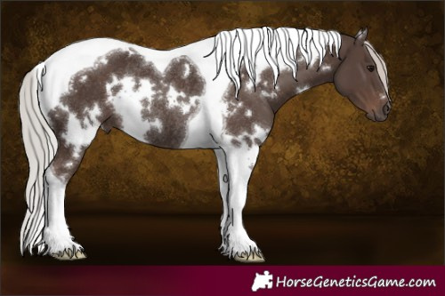 Horse Color:White Spotted Silver Black Tobiano Rabicano 