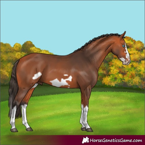 Horse Color:Bay Splash Frame