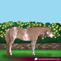 Horse Color:White Spotted Chestnut Sabino 