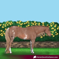 Horse Color:White Spotted Chestnut Sabino 