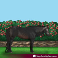 Horse Color:Gray White Spotted Bay