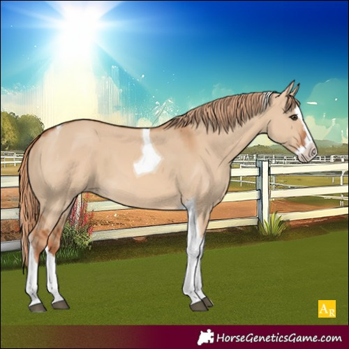 Horse Color:Red Dun Splash Tobiano 