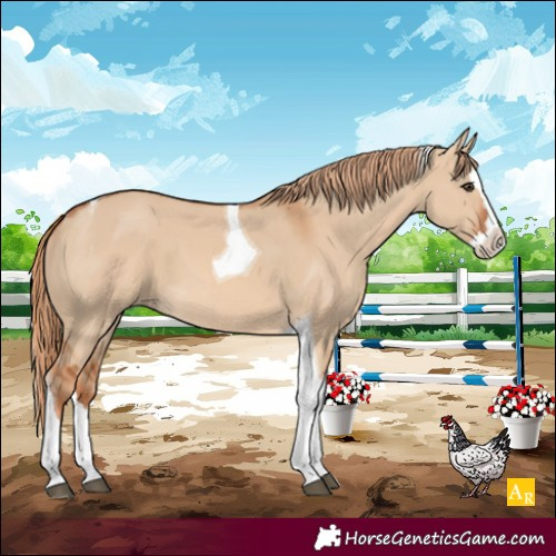 Horse Color:Red Dun Splash Tobiano