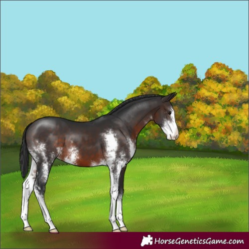 Horse Color:Brown Sabino