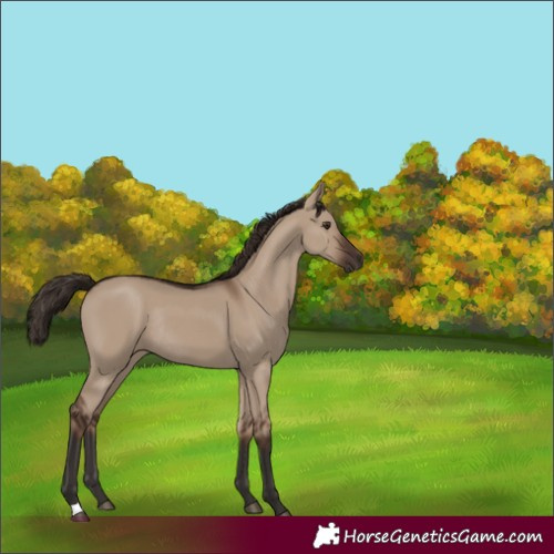 Horse Color:Liver Red Dun Rabicano 