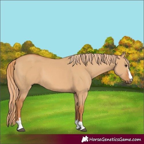 Horse Color:Red Dun 