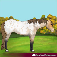 Horse Color:Buckskin Roan Blanket