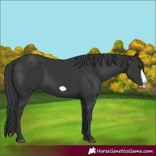 Horse Color:Black Frame 