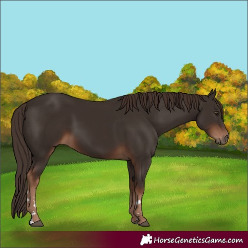 Horse Color:Liver Chestnut 