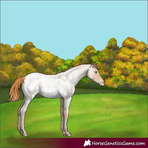 Horse Color:Buckskin Roan Pearl Near Leopard