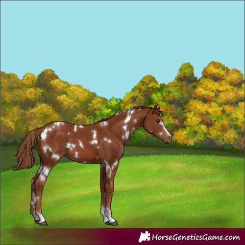 Horse Color:White Spotted Chestnut 