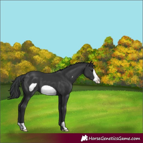 Horse Color:Black Frame
