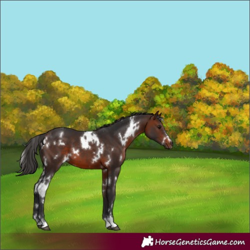 Horse Color:White Spotted Brown
