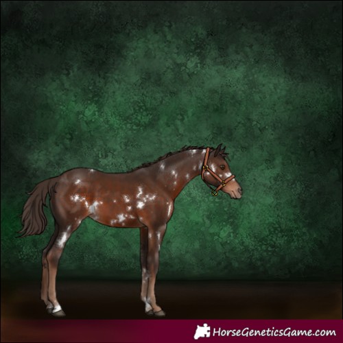 Horse Color:White Spotted Liver Chestnut 