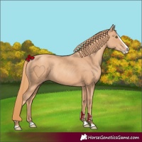 Horse Color:Gold Champagne Splash 