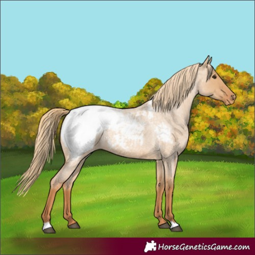 Horse Color:Red Dun Roan Snowcap 