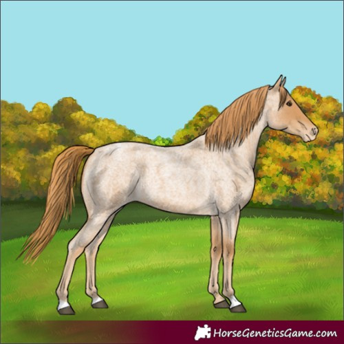 Horse Color:Red Roan Appaloosa 