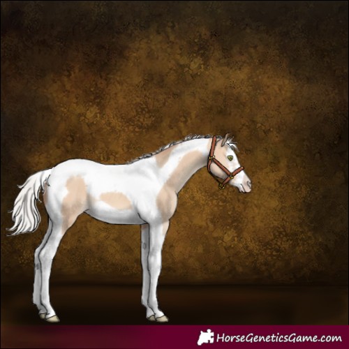 Horse Color:Silver Sable Champagne Dun Splash Tobiano Frame 