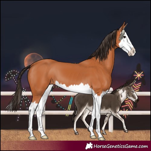 Horse Color:Bay Splash 