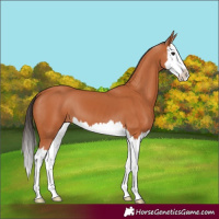 Horse Color:Bay Splash