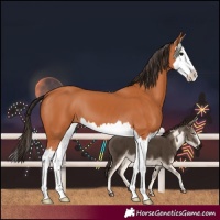 Horse Color:Bay Splash 