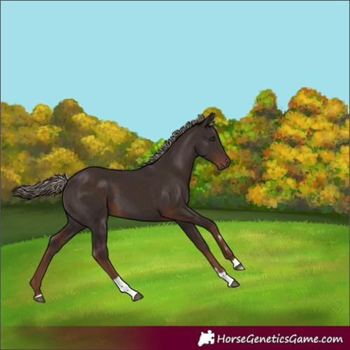 Horse Color:Liver Chestnut Tobiano Rabicano 