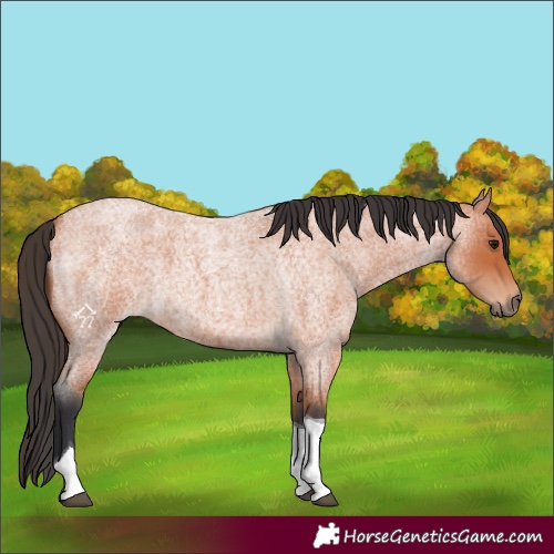 Horse Color:Bay Roan Tobiano