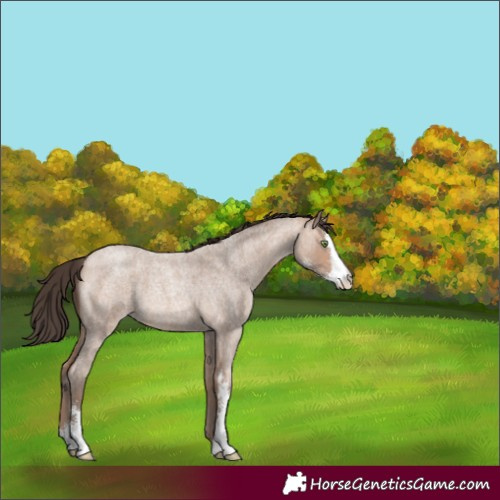 Horse Color:Amber Champagne Roan Sabino