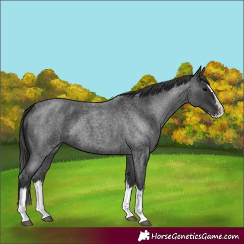 Horse Color:Blue Roan Splash 