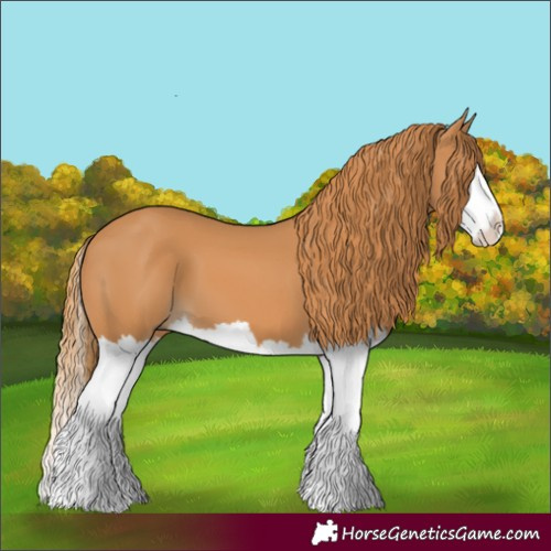 Horse Color:Chestnut Splash
