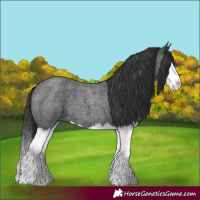 Horse Color:Blue Roan Splash 