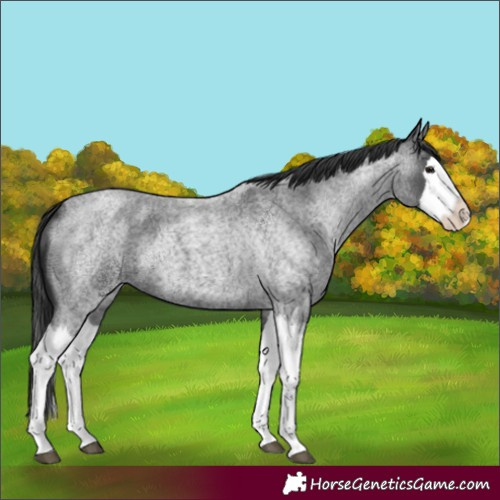 Horse Color:Blue Roan Splash 