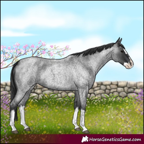 Horse Color:Blue Roan Splash 