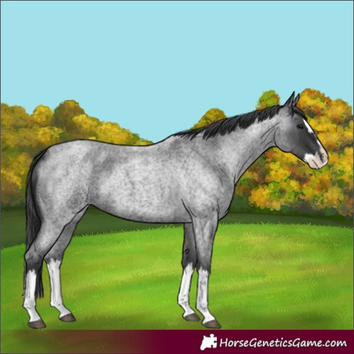 Horse Color:Blue Roan Splash 
