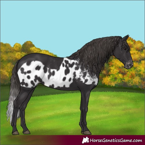 Horse Color:Smoky Black Skewed Appaloosa 