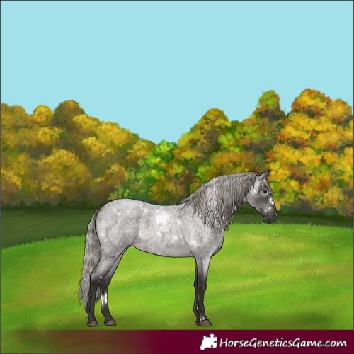 Horse Color:Gray White Spotted Silver Blue Roan 