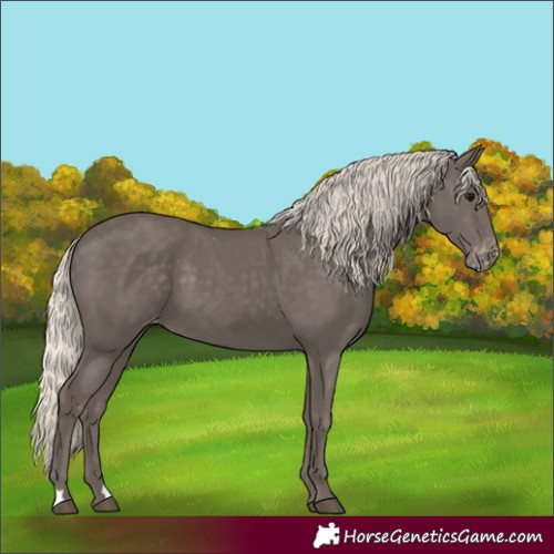 Horse Color:Silver Smoky Black Skewed Appaloosa 