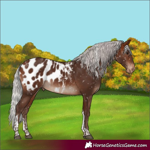 Horse Color:Powder White Silver Brown Mushroom Tobiano Appaloosa Rabicano 