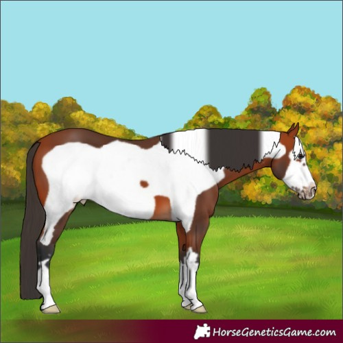 Horse Color:Bay Frame