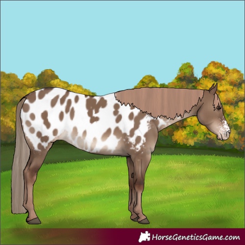 Horse Color:Liver Red Dun Sabino Near Leopard