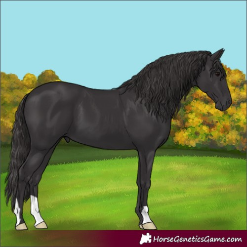 Horse Color:Smoky Black