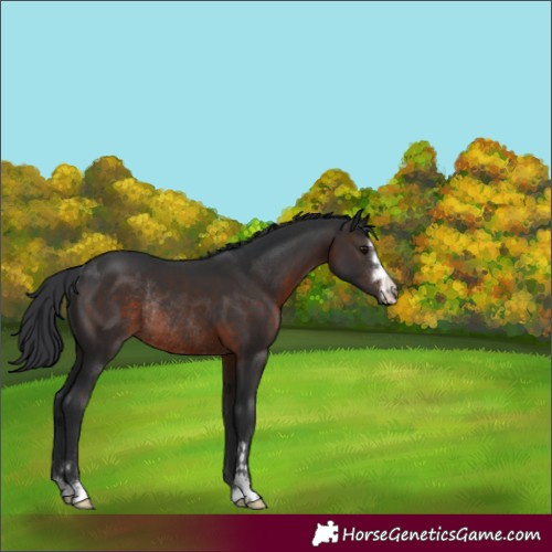 Horse Color:Brown Rabicano 