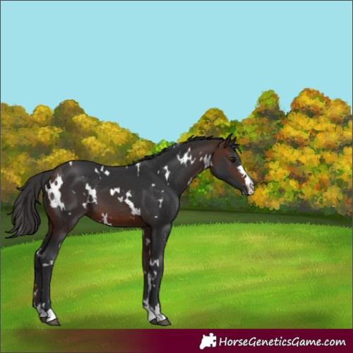 Horse Color:White Spotted Brown 