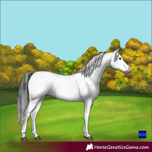 Horse Color:Gray Grullo Sabino Appaloosa Rabicano