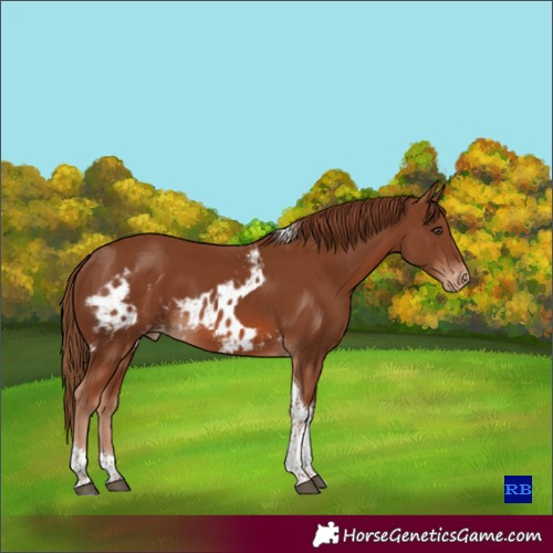 Horse Color:Chestnut Tobiano Skewed Appaloosa 