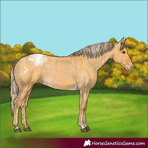 Horse Color:Red Dun Varnish  and Palomino Dun Varnish 