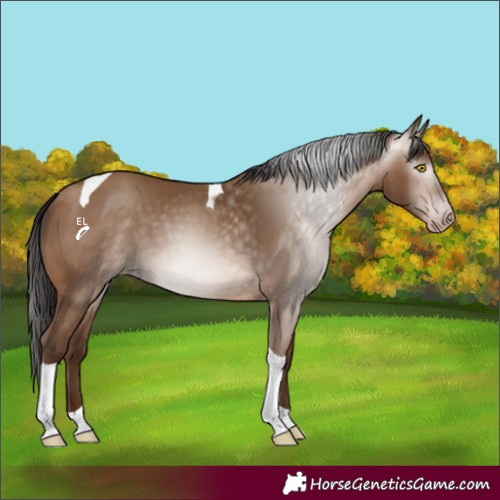 Horse Color:Gray Amber Champagne Tobiano