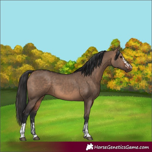 Horse Color:Bay Dun  and Brown Dun 
