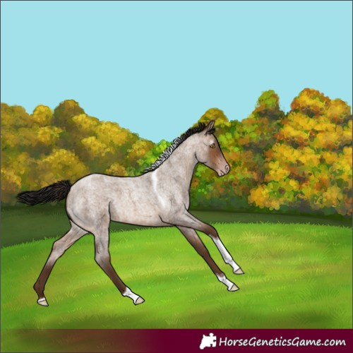 Horse Color:Gray Amber Champagne Roan Tobiano Rabicano 