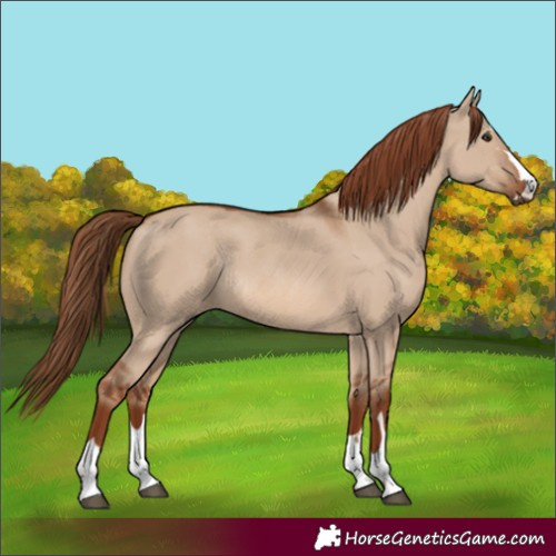 Horse Color:Red Dun Rabicano 